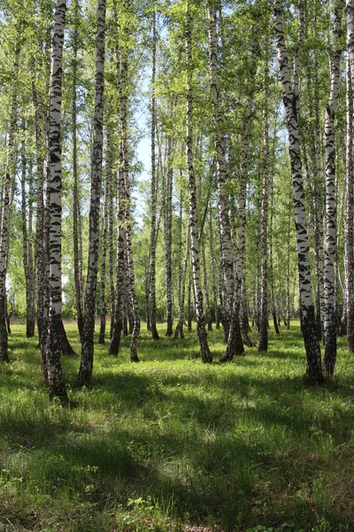 Bosque Siberiano Abedules Con Hermosos Árboles Verano Con Hojas Verdes — Foto de Stock