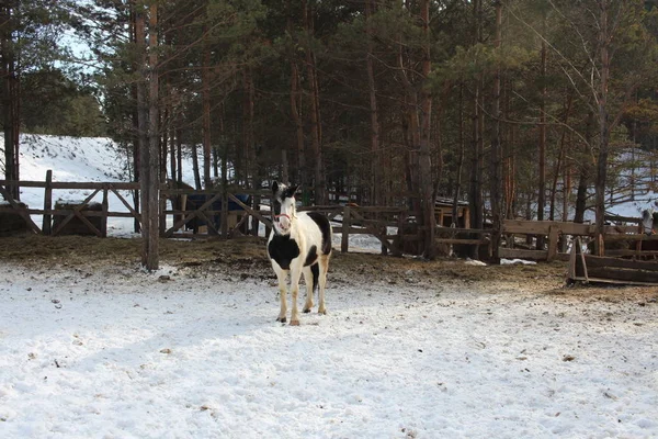 Лошадь Гуляет Улице Лесу Зимой Загоне Ферме Снегу — стоковое фото