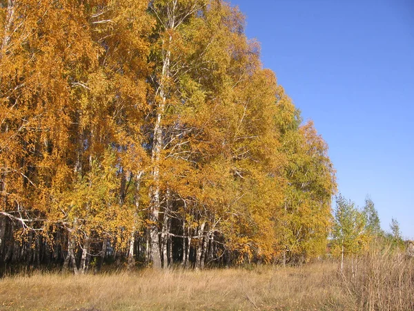 Foresta Autunnale Con Foglie Gialle Alberi Paesaggio — Foto Stock