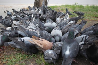 Şehirdeki güvercin sürüsü sakinleri foo topluyor.