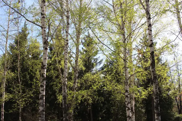 Hojas Frescas Verdes Brillantes Los Árboles Primavera Bosque Floreció —  Fotos de Stock