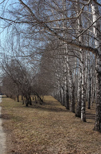 Весенний Парк Деревьями Березовая Аллея Сухой Травой Голые Ветви Второй — стоковое фото