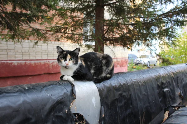 一只无家可归的流浪猫饿着肚子坐在暖气总管上 — 图库照片