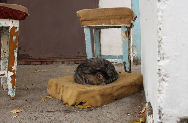 空腹の家の入り口近くに座っているホームレス野良猫 — ストック写真