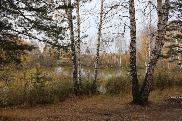 Jesienny Las Malowniczy Krajobraz Naturalny Drzewami Suszonymi Trawą Nad Jeziorem — Zdjęcie stockowe