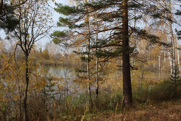 Осенний Лес Живописный Природный Ландшафт Деревьями Высохшей Травы Озера — стоковое фото