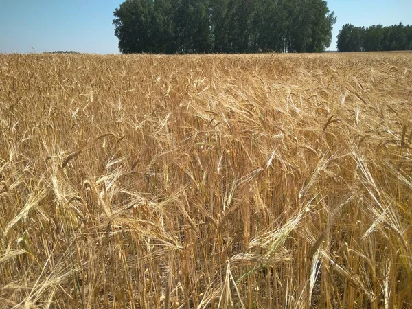 Campo Agricolo Con Grano Maturo Spighe Paesaggio Autunnale Con Raccolto — Foto Stock