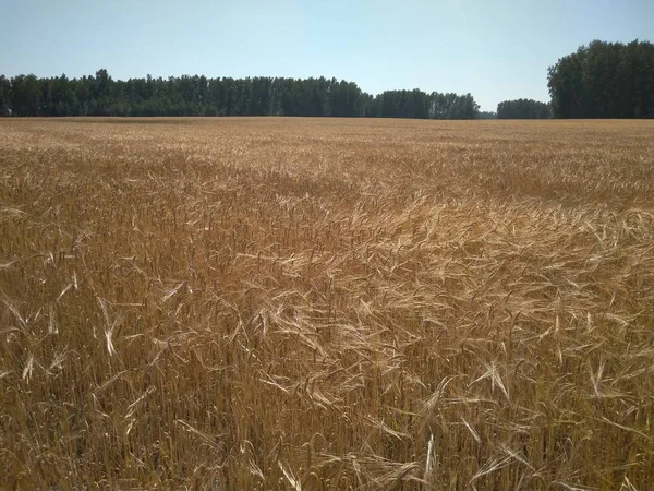 Сільськогосподарське Поле Стиглою Пшеницею Вух Осінній Пейзаж Врожаєм — стокове фото