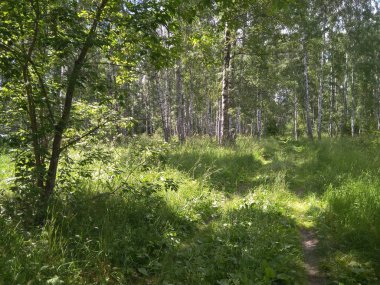 terk edilmiş orman yolu yaz Sibirya manzarası huş ağaçları ve yeşil çimenler ile ormanda