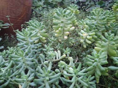 Botanik bahçesindeki egzotik tropik çiçeklerin serasına Euphorbia bitkisi