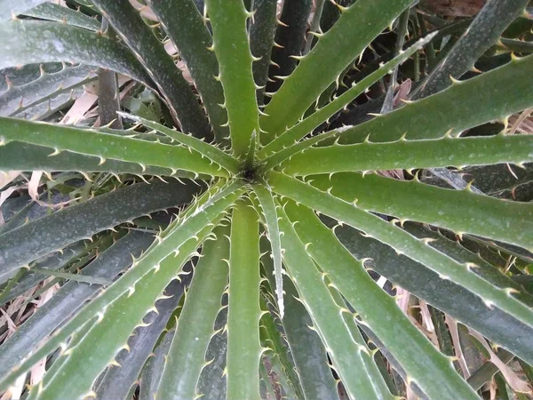 Plantas Cacti Espinhoso Estufa Jardim Botânico Flores Tropicais Exóticas — Fotografia de Stock