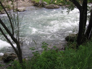 Ormanda, Altai 'deki kayaların arasında, bir dağ nehrindeki bir su akıntısı şiddetleniyor.