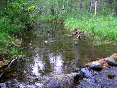Dağ Koyu 'ndaki su, Altai' deki kayaların arasında sığ sularda.