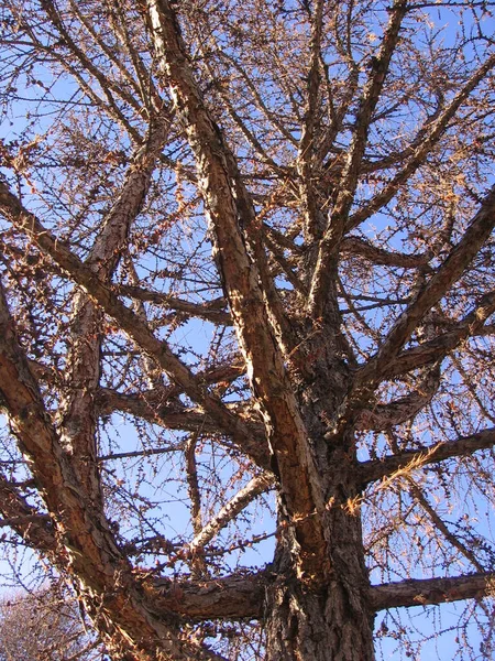 去年公园里用针头和枝干的树干枯死了落叶松树皮 — 图库照片