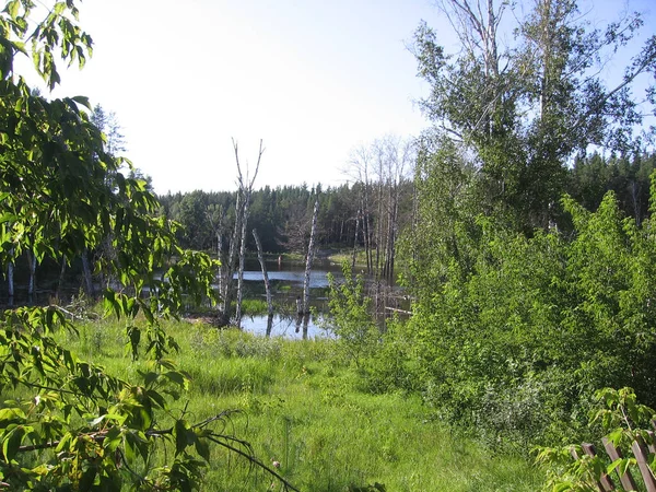 Beau Lac Vert Une Steppe Marécageuse Dans Forêt Été Étang — Photo