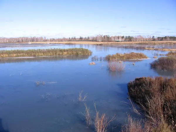 Sumpfiges Teichseesumpfgebiet Auf Einer Überschwemmten Ebene Gras — Stockfoto