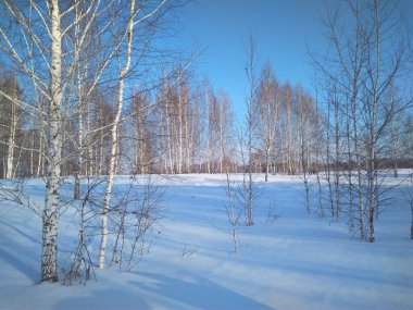 Ormanda güneşli bir kış günü Ağaçlarda kar sürükleniyor