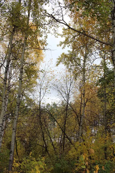 Осенний Мрачный Лес Березами Холодный День — стоковое фото