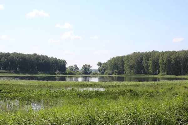 Sjö Grön Glänta Med Blommande Färskt Gräs Sommaren Skogen Gula — Stockfoto