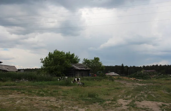 Αγελάδες Και Κατσίκες Βόσκουν Στο Χωριό Στο Γρασίδι Του Αγροκτήματος — Φωτογραφία Αρχείου