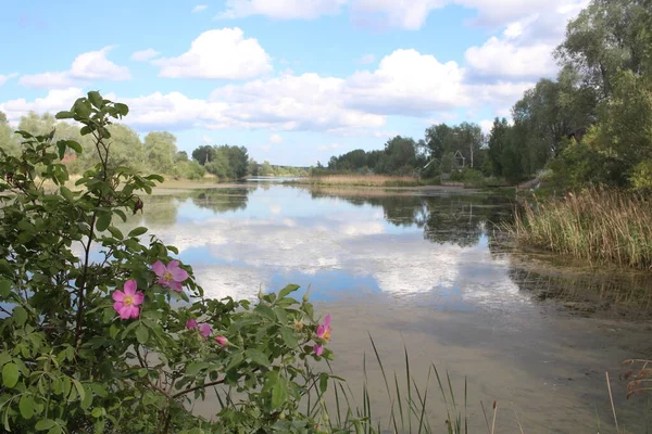 Vacker Utsikt Sjö Med Gräs Igenväxta Träsk Med Buskar Blommande — Stockfoto