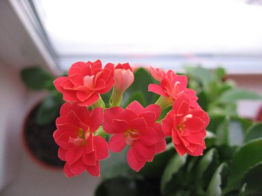 Yapraklar içinde açan bir bitkinin üzerindeki güzel kırmızı dekoratif çiçekler.