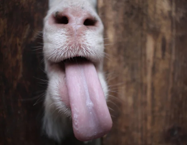 Cabra Blanca Pega Lengua Con Bozal Sobre Valla Animales Divertidos —  Fotos de Stock