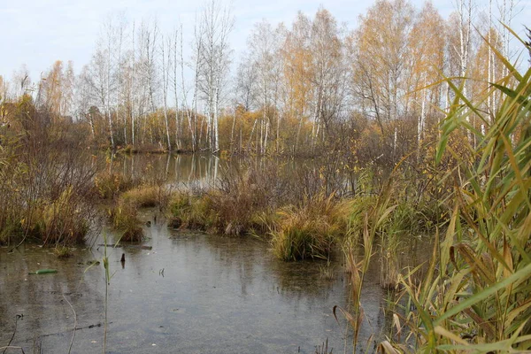 Réservoir Lacustre Marécageux Recouvert Herbe Dans Les Buissons Forêt Infranchissable — Photo