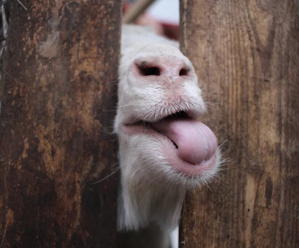 White Goat Sticks Its Tongue Its Muzzle Fence Funny Animals Royalty Free Stock Images