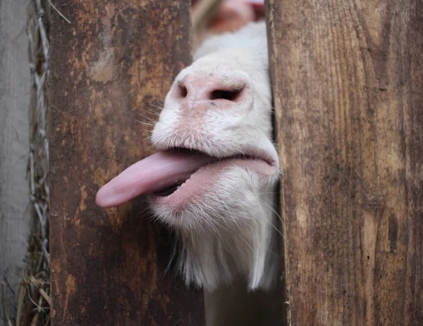White Goat Sticks Its Tongue Its Muzzle Fence Funny Animals Stock Image
