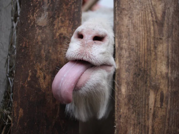White Goat Sticks Its Tongue Its Muzzle Fence Funny Animals Stock Photo