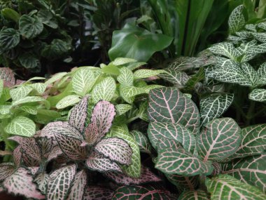 çok renkli güzel çiçekler bir mağaza vitrininde satılık.