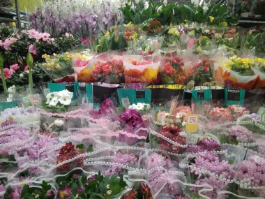 Rusya, Novosibirsk 23.11.2019: mağaza vitrininde satılık çok güzel renkli çiçek bitkileri