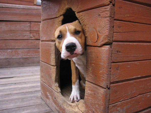 Cachorro Pequeño Perro Escondido Cabina Mira Hacia Fuera Mascota —  Fotos de Stock