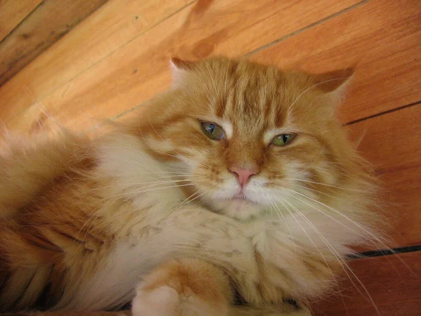 大きなふわふわの赤い猫のペットが横になって見ている — ストック写真