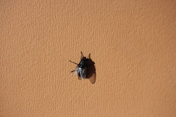 Μια Μεγάλη Μαύρη Μύγα Είναι Ένα Ιπτάμενο Έντομο Που Μεταφέρει — Φωτογραφία Αρχείου