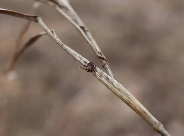 昆虫タイガダニ森の中のイクソッドは危険な病気脳炎のベクトルを這う — ストック写真