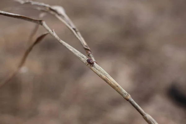 Tique Taïga Insecte Ixodes Rampent Dans Herbe Forêt Vecteur Maladies — Photo