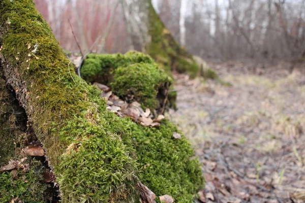 Mousse Verte Brillante Dans Forêt Pousse Sur Arbre Herbe Fraîche — Photo
