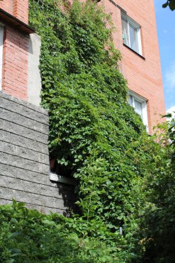 Tuğla bir evin duvarına sarmaşık desenli yeşil dallar.