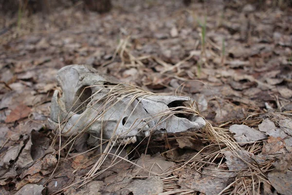 死んだ頭蓋骨の動物の骨は森の中に残り — ストック写真