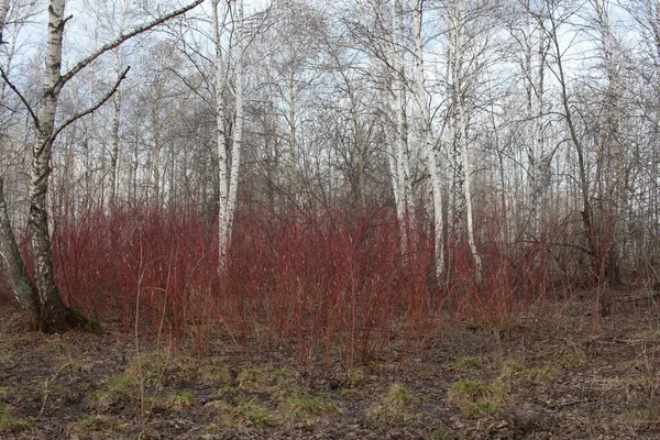 Branches Rouges Bush Dans Forêt Printemps Dans Bosquet Arbres Dans — Photo