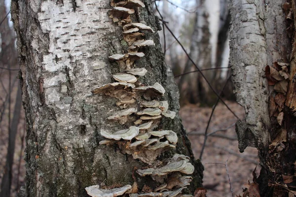 Crecimientos Árbol Hongos Parasitan Los Troncos Los Árboles Abedul Bosque —  Fotos de Stock