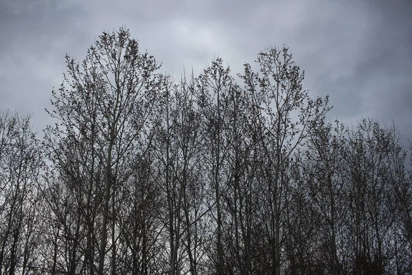 가을에 하늘을 배경으로 나뭇가지들 울증의 모습을 — 스톡 사진