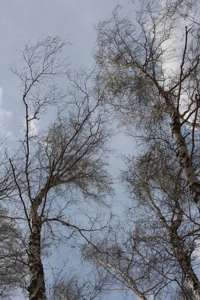 Rami Nudi Betulla Alberi Nella Foresta Contro Cielo Primavera Corona — Foto Stock