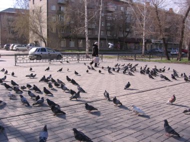 Rusya, Novosibirsk 01.01.1980 Şehirde büyük bir güvercin sürüsü.