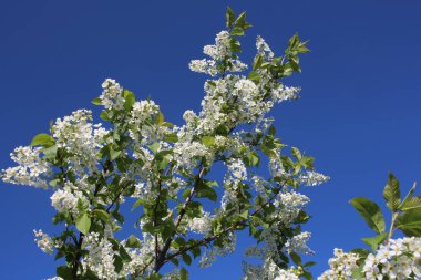 Beyaz kiraz kokulu çiçekler, ilkbaharda gökyüzüne karşı bir ağaçta çiçek açtı.