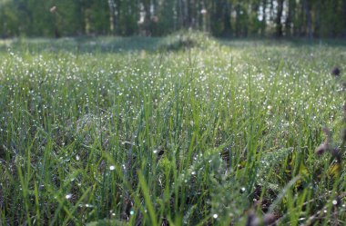 Ormandaki çimlerin üzerinde yeşil çimenler Yazın yağan yağmurdan sonra sabah köpüren çiy damlaları Doğal zemin