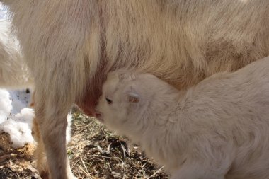 Yeni doğmuş beyaz bir çocuk annesinin keçisinden süt emer. Bir çiftlikteki bir hayvan.