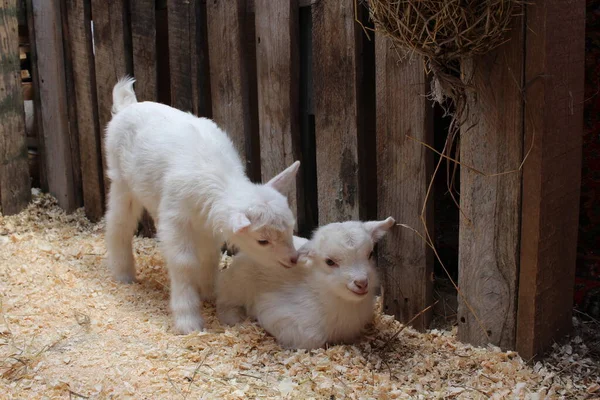 İki küçük yeni doğmuş beyaz keçi çiftlikte bir hayvan
